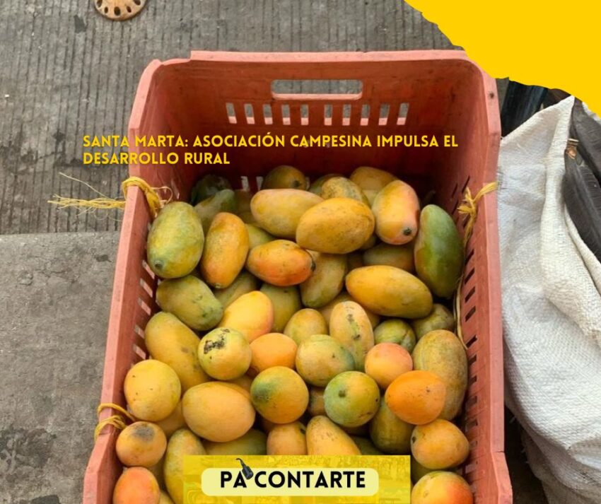 En la ciudad de Santa Marta la organización comunitaria samarias sigue demostrando que el trabajo colectivo puede convertirse en una verdadera solución local para impulsar el desarrollo rural